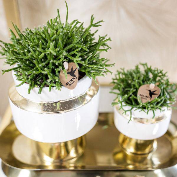Sukkulenten 2er – Set in eleganten Le Chic Keramiktöpfen – Ø9cm – Pflegeleichte Grünpflanzen – Weiß mit goldenen Details – Dekoratives Pflanzen – Plant