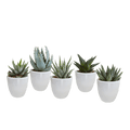Sukkulenten Mix Gasteria & Haworthia – 5 Pflanzen – Ø5,5cm Zimmerpflanzen im weißen Topf – Verschiedene Mini – Sukkulenten – Plant