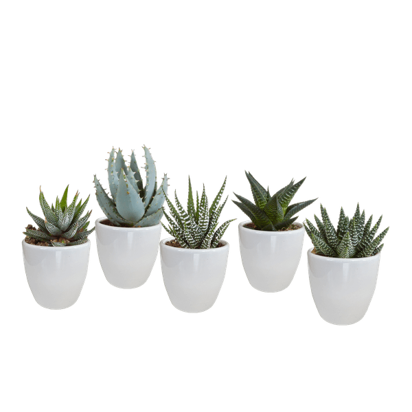 Sukkulenten Mix Gasteria & Haworthia – 5 Pflanzen – Ø5,5cm Zimmerpflanzen im weißen Topf – Verschiedene Mini – Sukkulenten – Plant