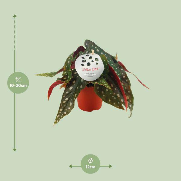 Forellenbegonie – Begonia Maculata – Zimmerpflanze – Ø12cm – ↕20cm – Dekorative Grünpflanze mit gepunkteten Blättern – Pflegeleicht & auffällig – Plant