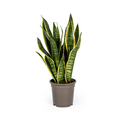 Bogenhanf Sansevieria Trifasciata Futura Superba Zimmerpflanze Ø17cm ↕50-55cm – pflegeleichte Grünpflanze für Wohnzimmer, Büro & helle Standorte – Plant