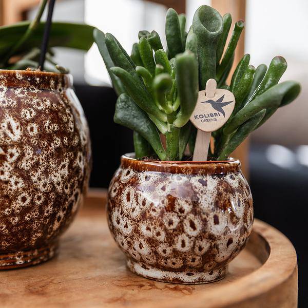 Blumentopf Safari – Ø6cm – Handgefertigter Keramik Übertopf – Dekorativer Mini Pflanztopf für kleine Zimmerpflanzen, Kakteen & Sukkulenten – Plant