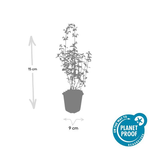 Nepeta 'Walker's Low' – Katzenminze – Lavendelblaue Blüten – Silbergrünes Laub – Pflegeleichte Staude – Sonnig – Bienen & Schmetterlinge – Plant