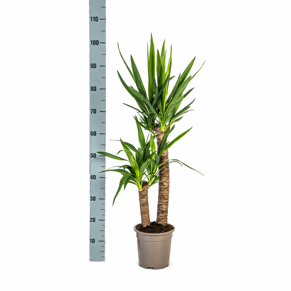 Yucca Elephantipes – Riesen – Palmlilie – Zimmerpflanze Ø19cm ↕70-90cm – Robust & pflegeleicht – Exotisch & dekorativ – Plant