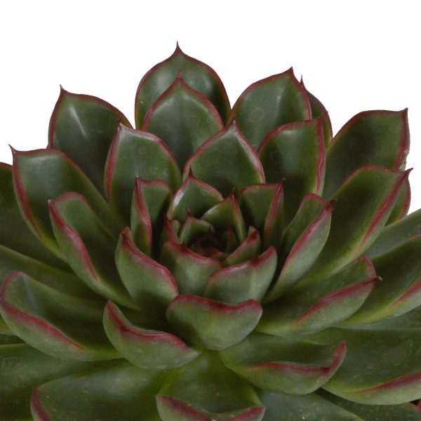 Steinrose Echeveria Mix – 3 Pflanzen Ø10,5cm – Farbenfrohe Sukkulenten – Zimmerpflanzen – Pflegeleicht & dekorativ – Direkt vom Erzeuger – Plant