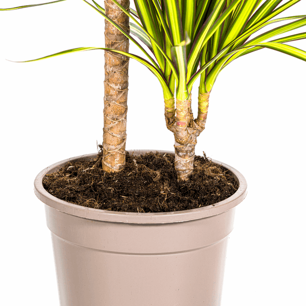 Dracaena Marginata Sunray Drachenbaum – Zimmerpflanze Ø19cm – ca. 80-100cm hoch – Tropischer Akzent mit grünen und gelben Blättern – Plant