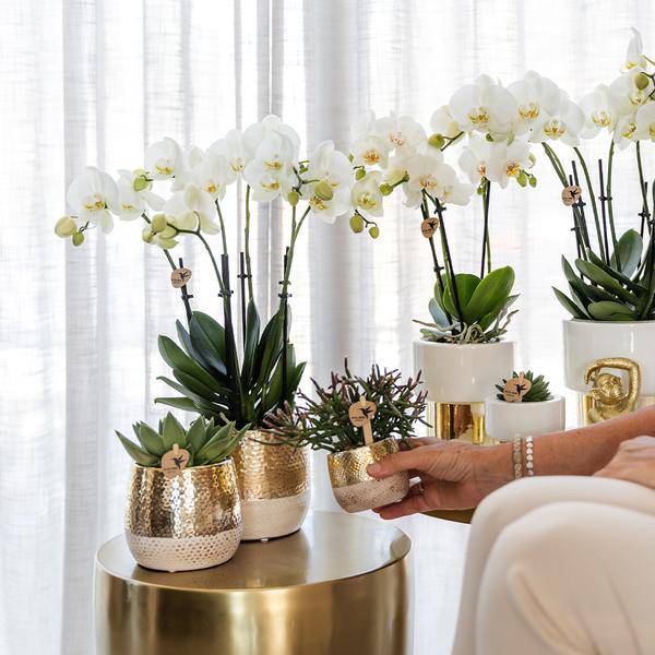 Keramik Blumentopf Gold – Mini – Pflanztopf Ø6cm – Glänzender Übertopf für kleine Zimmerpflanzen, Sukkulenten & Kakteen – Stilvolles Pflanzgefäß – Plant