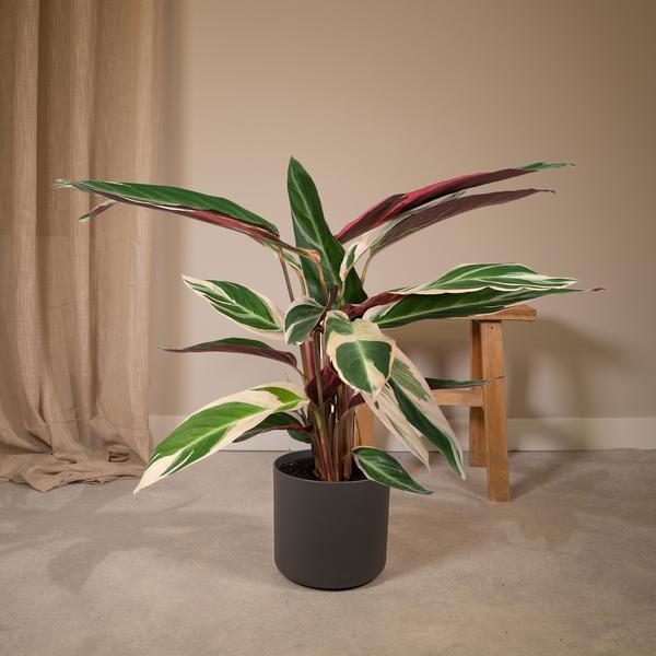 Calathea Triostar – Ø17cm H60cm – Tropische Zimmerpflanze mit rosa – grün – weißem Blattmuster – Pflegeleicht – Für indirektes Licht – Luftreinigend – Plant