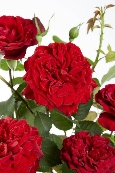 Rose Crazy in Love Red Rote Edelrose Ø15cm ↕65cm – hochwertiges Produkt für Pflanzen, Garten, Zuhause, Dekoration & moderne Einrichtung – Plant