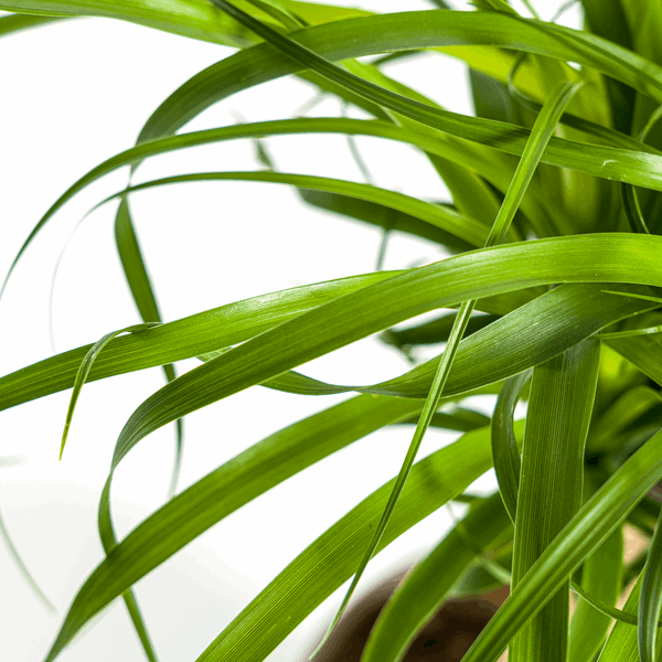 Beaucarnea Recurvata – Elefantenfuß – Zimmerpflanze – Ø17cm – ↕40-60cm – Pflegeleicht & dekorativ – Plant