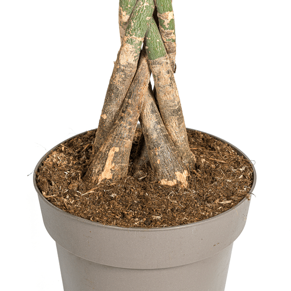 Glückskastanie – Pachira Aquatica – Zimmerpflanze – Ø27cm – Höhe 140-150cm – Geflochtener Stamm & glänzende Blätter – Exotisch & pflegeleicht – Plant