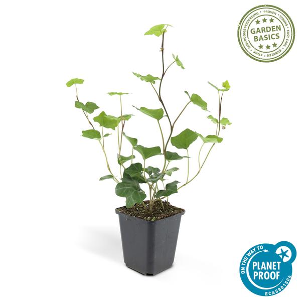 Großblättriger Irischer Efeu Hedera hibernica – Kletterpflanze & Bodendecker – Ø9cm – ↕10-25cm – pflegeleicht & robust – Plant
