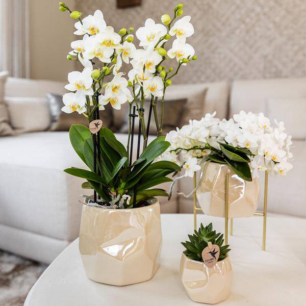 Kombi – Angebot Perlen Travertin Töpfe – 3er – Set Ø6/9/12cm – stilvolle Keramik – Pflanzgefäße für Orchideen, Sukkulenten & Zimmerpflanzen – Plant