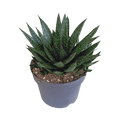 Gasteria d Due – Sukkulente Zimmerpflanze – Dunkelgrün gefleckte Blätter – Höhe ca. 17cm – Pflegeleicht & dekorativ – Direkt vom Züchter – Plant