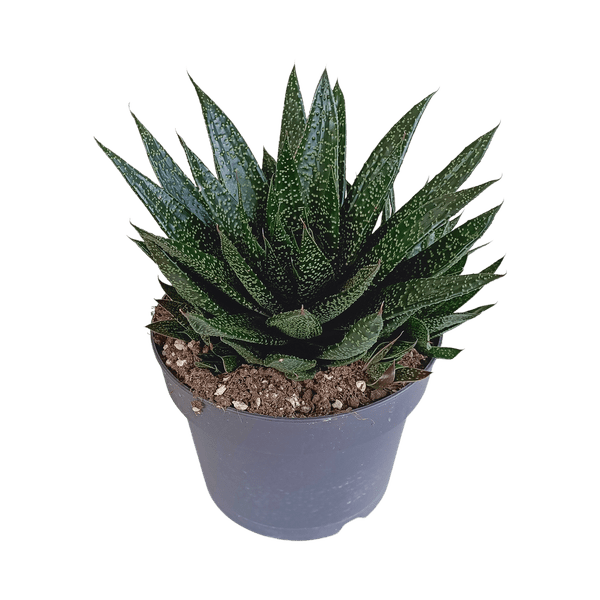 Gasteria d Due – Sukkulente Zimmerpflanze – Dunkelgrün gefleckte Blätter – Höhe ca. 17cm – Pflegeleicht & dekorativ – Direkt vom Züchter – Plant