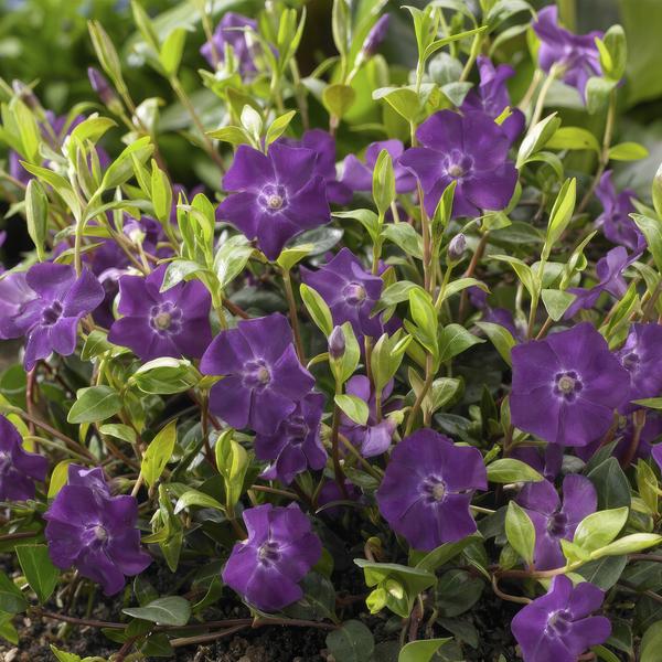 Immergrün – Vinca minor 'Atropurpurea' – ↕10-25cm – Ø9cm – Bodendecker mit lila Blüten – Sonne & Halbschatten – Pflegeleicht – Plant