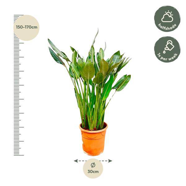 Strelitzia Reginae – Paradiesvogelblume – Zimmerpflanze 160cm – Ø30cm – Exotische Pflanze mit orangefarbenen Blüten – Pflegeleicht – Plant