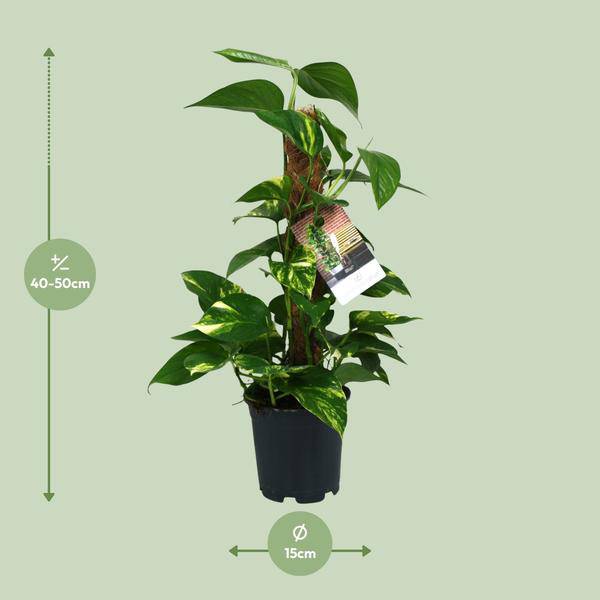 Efeutute – Scindapsus Epipremnum – Zimmerpflanze – Ø15cm – ↕50cm – Rankende Grünpflanze mit üppigem Laub – Pflegeleicht & luftreinigend – Plant