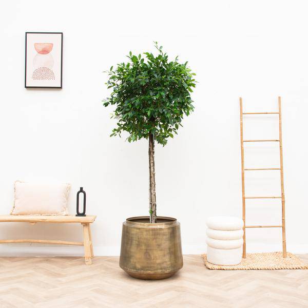 Pflanztopf Indigo Vintage Gold – D33cm x H31cm – Blumentopf im Antik – Look – Eleganter Pflanzkübel mit Wasserablauf – Plant