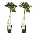 Weißer Blauregen – Wisteria floribunda 'Longissima Alba' – 2 Pflanzen – Ø15cm – ca. 65cm hoch – Plant