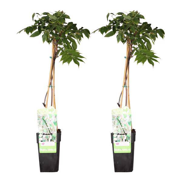 Weißer Blauregen – Wisteria floribunda 'Longissima Alba' – 2 Pflanzen – Ø15cm – ca. 65cm hoch – Plant