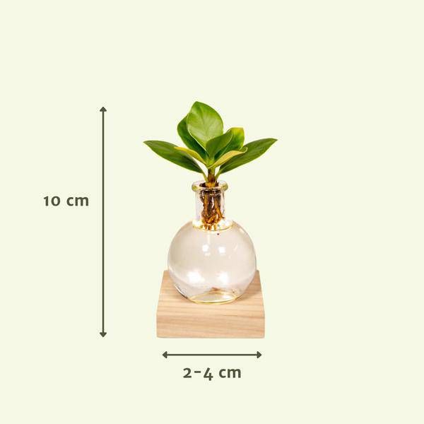Clusia Hydroponie – Pflanze im Samoa Glas mit LED – Beleuchtung Zimmerpflanze Ø4cm – pflegeleichte Grünpflanze für Wohnzimmer, Büro & helle Standorte – Plant