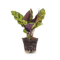 Pfauenpflanze Calathea Lancifolia Zimmerpflanze Ø6cm – pflegeleichte Grünpflanze für Wohnzimmer, Büro & helle Standorte kaufen – Plant
