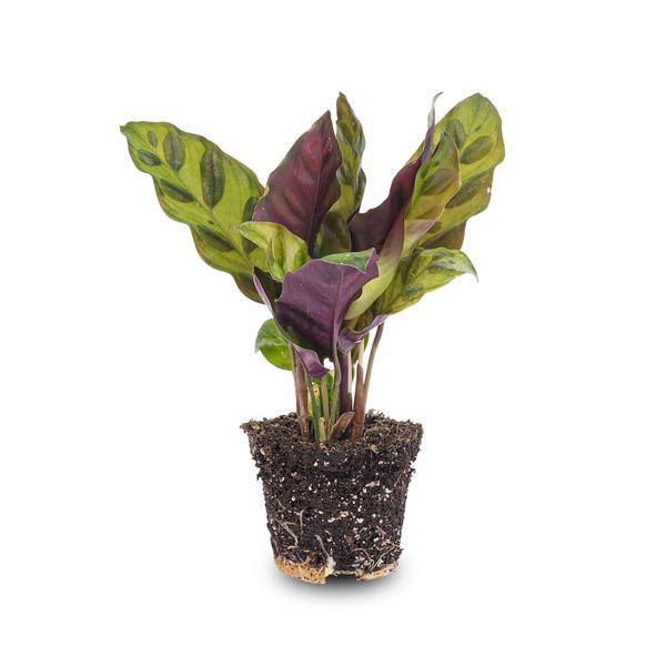 Pfauenpflanze Calathea Lancifolia Zimmerpflanze Ø6cm – pflegeleichte Grünpflanze für Wohnzimmer, Büro & helle Standorte kaufen – Plant