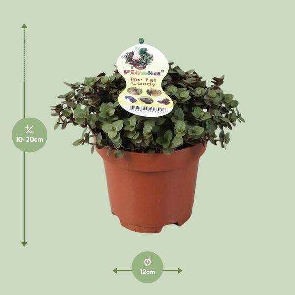 Kriechendes Schönpolster – Callisia Repens – Zollpflanze – Zimmerpflanze – Ø12cm – ca. 17cm hoch – pflegeleicht & dekorativ – Plant