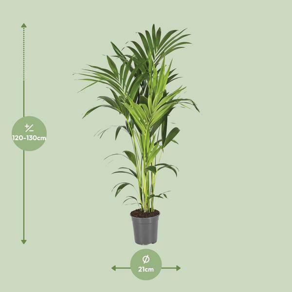 Kentiapalme Howea Forsteriana – Ø21cm – ↕130cm – Pflegeleichte Zimmerpalme mit luftreinigend – Plant