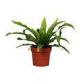 Nestfarn Asplenium antiquum – Zimmerpflanze – Ø12cm – ↕25cm – pflegeleichter Farn mit dekorativen, grünen Wedeln – Plant