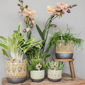 Sukkulente Echeveria Miranda – Grüne Rosettenpflanze – Ø6cm – Pflegeleichte Zimmerpflanze – In Blumenerde – Für helle Standorte – Plant