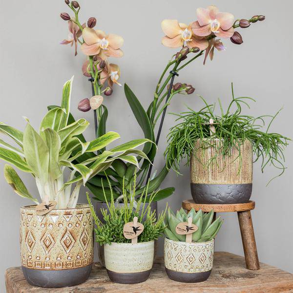 Sukkulente Echeveria Miranda – Grüne Rosettenpflanze – Ø6cm – Pflegeleichte Zimmerpflanze – In Blumenerde – Für helle Standorte – Plant