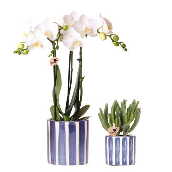 Pflanzset Phalaenopsis Orchidee Amabilis Weiß & Sukkulente Crassula Hobbit – Im blauen Painted Stripe Keramiktopf Ø9cm + Ø6cm – Plant