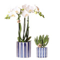 Pflanzset Phalaenopsis Orchidee Amabilis Weiß & Sukkulente Crassula Hobbit – Im blauen Painted Stripe Keramiktopf Ø9cm + Ø6cm – Plant