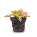 Fittonia Ruby Lime – Mosaikpflanze – Tropische Zimmerpflanze mit dekorativen Blättern in Rot & Grün – Plant