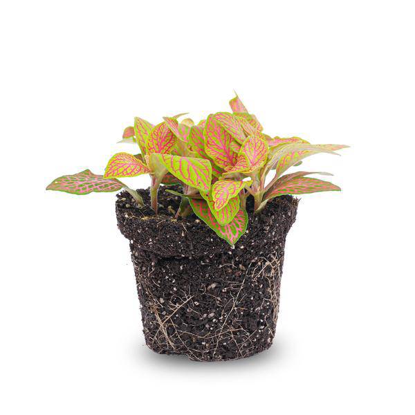 Fittonia Ruby Lime – Mosaikpflanze – Tropische Zimmerpflanze mit dekorativen Blättern in Rot & Grün – Plant
