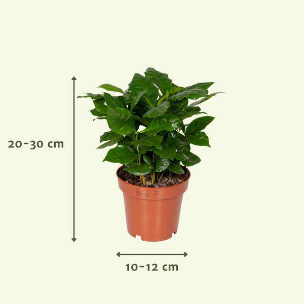Überraschungsbox mit 8 einzigartigen Zimmerpflanzen Ø12cm ↕25cm – pflegeleichtes Pflanzen Set für Urban Jungle, Fensterbank, Wohnzimmer & Büro – Plant