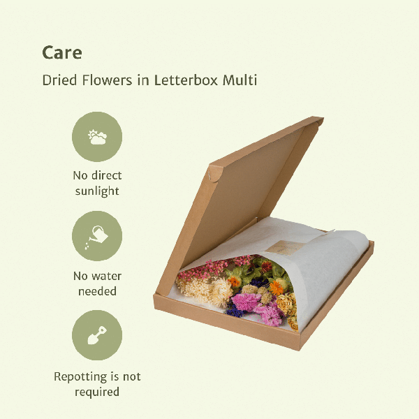 Trockenblumen im Briefkasten – Letterbox Multi – Trockenstrauß in Weiß, Beige & Hellrosa – Elegante Deko – Pflegefrei – Perfekt für Innenräume – Plant