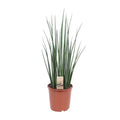 Bogenhanf – Sansevieria Mikado – Zimmerpflanze – Ø19cm – ↕70cm – Schwiegermutterzunge – pflegeleicht & luftreinigend – Plant