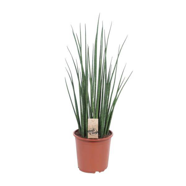 Bogenhanf – Sansevieria Mikado – Zimmerpflanze – Ø19cm – ↕70cm – Schwiegermutterzunge – pflegeleicht & luftreinigend – Plant