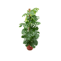 Monstera Pertusum – Fensterblatt – Ø26cm – ↕150cm – Mit dekorativem Jazz Topf Rot – Große Zimmerpflanze im Pflanzset – Plant