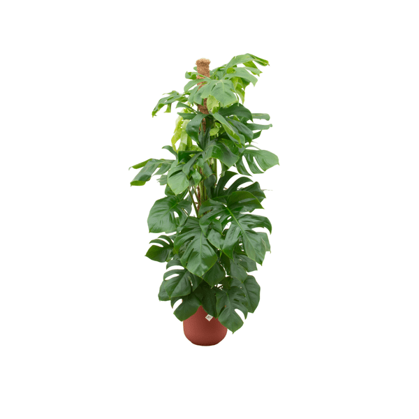 Monstera Pertusum – Fensterblatt – Ø26cm – ↕150cm – Mit dekorativem Jazz Topf Rot – Große Zimmerpflanze im Pflanzset – Plant