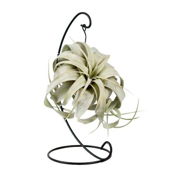 Luftpflanze Tillandsia King Xero – Ø12cm – ↕23cm – Pflegeleichte Tillandsie ohne Erde – Exotische Zimmerpflanze für Wohnzimmer, Büro & moderne Deko – Plant
