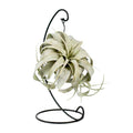 Luftpflanze Tillandsia King Xero – Ø12cm – ↕23cm – Pflegeleichte Tillandsie ohne Erde – Exotische Zimmerpflanze für Wohnzimmer, Büro & moderne Deko – Plant