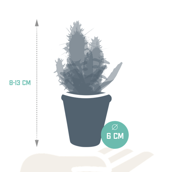 Sukkulenten & Kakteen Mix 15 Pflanzen Ø5,5cm – pflegeleichtes Pflanzen Set für Urban Jungle, Fensterbank, Wohnzimmer & Büro – Plant