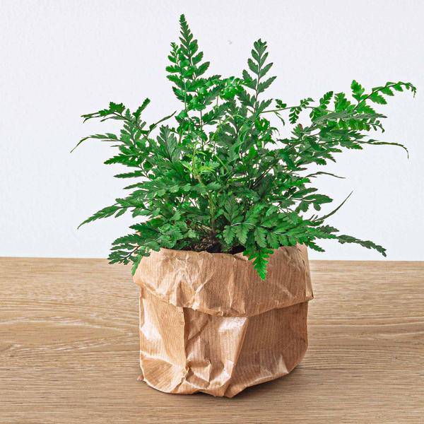 Flaschengarten – Set Dschungel 5 – DIY Pflanzenterrarium mit Coffea, Farn, Palme & Fittonia – Nachfüllpack & Starter – Kit – Plant