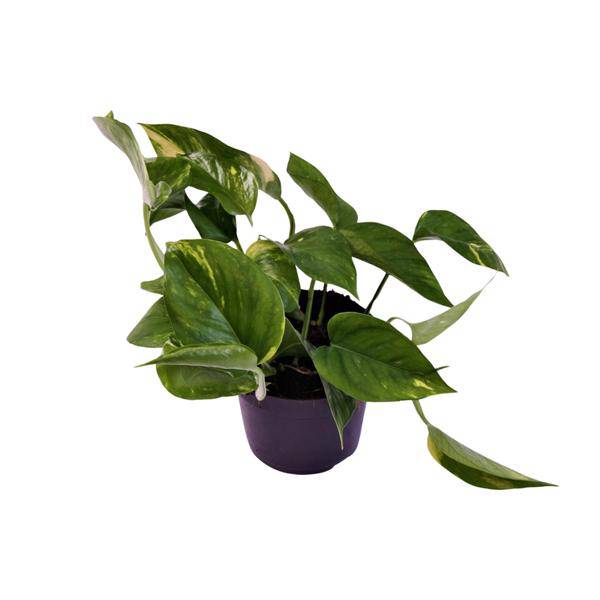 Efeutute Scindapsus Epipremnum Aureum Zimmerpflanze Ø12cm ↕25cm – pflegeleichte Grünpflanze für Wohnzimmer, Büro & helle Standorte kaufen – Plant