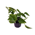 Efeutute Scindapsus Epipremnum Aureum Zimmerpflanze Ø12cm ↕25cm – pflegeleichte Grünpflanze für Wohnzimmer, Büro & helle Standorte kaufen – Plant