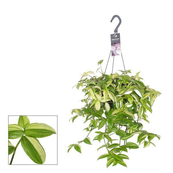 Dreimasterblume Tradescantia Yellow Hill – Zimmerpflanze – Ø17cm ↕40cm – Hängende Pflanze mit gelbgrünem Laub und violetten Blattunterseiten – Plant